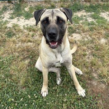 Anatolian Shepherd Dogs Available for Adoption in Saluda, Virginia - Matilda | PetCurious