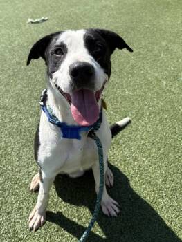 Smooth Collie Dogs Available for Adoption in Cleveland, Ohio - Bert | PetCurious