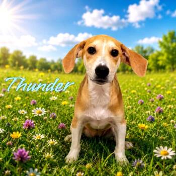 Thunder -  Mixed Breed Dog for Adoption in Joliet, Illinois - Thunder | PetCurious