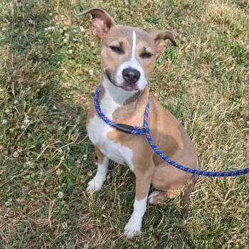 Pit Bull Terrier Dogs Available for Adoption in Jefferson City, Tennessee - Lainey | PetCurious