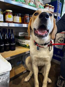 Great Pyrenees and Labrador Retriever Dogs Available for Adoption in New York, New York - Tommy AKA Tucker | PetCurious