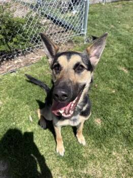 German Shepherd Dog Dogs Available for Adoption in Hamilton, Montana - Toby | PetCurious