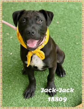 American Bully and Pit Bull Terrier Dogs Available for Adoption in Marietta, Georgia - JACK-JACK See Also JAKE | PetCurious