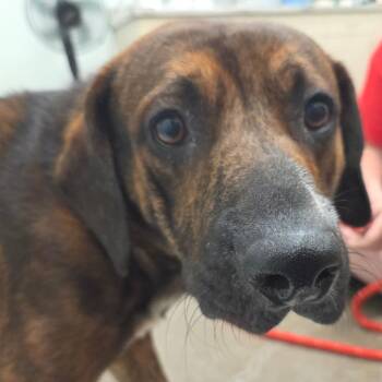 Rubbles -  Mountain Cur and Pit Bull Terrier Dog for Adoption in Chattanooga, Tennessee - Rubbles | PetCurious