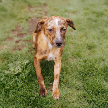 Rescue Pit Bull Terrier Dogs for Adoption in Northbrook, Illinois - Rosanna | PetCurious