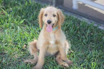 Macie -  Goldendoodle Dog for Adoption in Alafaya, Florida - Macie | PetCurious
