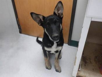 German Shepherd Dog and Mixed Breed Dogs Available for Adoption - RONAN | PetCurious