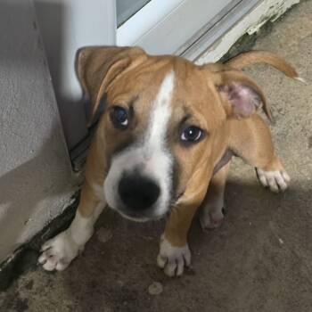 Rescue Mixed Breed and Labrador Retriever Dogs for Adoption in Guaynabo, Guaynabo - Pepe | PetCurious