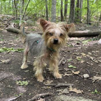 Yorkshire Terrier and Mixed Breed Dogs Available for Adoption in Hopkinton, Massachusetts - Beatrice | PetCurious
