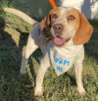 Ginger -  Beagle Dog for Adoption in San Diego, California - Ginger | PetCurious