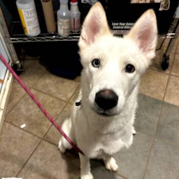 Mixed Breed Dogs Available for Adoption in Chattanooga, Tennessee - Aspen | PetCurious