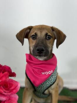 Roger-One of our Amazing Rescue Dogs -  Black Mouth Cur and Mixed Breed Dog for Adoption in Carlsbad, California - Roger-One Of Our Amazing Rescue Dogs | PetCurious