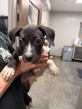 LANEY -  Labrador Retriever and Mixed Breed Dog for Adoption in Brunswick, Georgia - LANEY | PetCurious