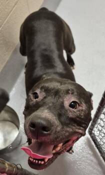 Pen 128 -  Pit Bull Terrier Dog for Adoption in Lawrenceville, Georgia - Pen 128 | PetCurious