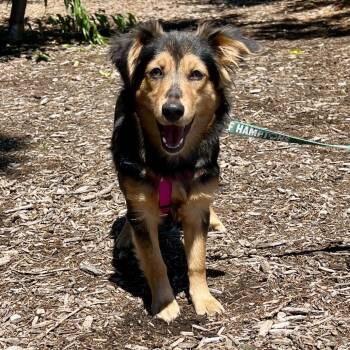 Alexandra -  Australian Shepherd Dog for Adoption in East Hampton, New York - Alexandra | PetCurious