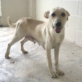Blondy 7685 -  Labrador Retriever and Mixed Breed Dog for Adoption in Loxahatchee Groves, Florida - Blondy 7685 | PetCurious