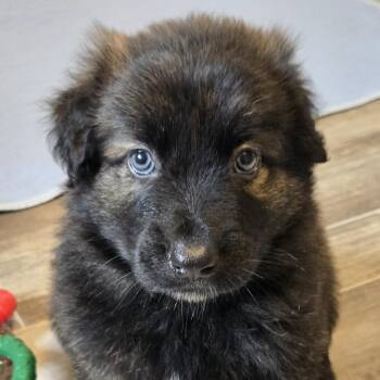 Yellowstone -  Shepherd and Labrador Retriever Dog for Adoption in Normal, Illinois - Yellowstone | PetCurious