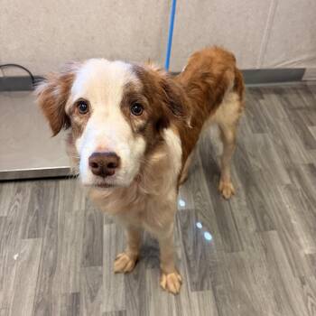 Brolly -  Collie and Mixed Breed Dog for Adoption in Carencro, Louisiana - Brolly | PetCurious