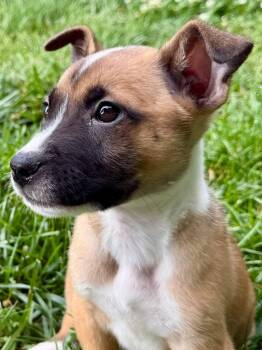Olsen -  Mixed Breed Dog for Adoption in Lexington, Kentucky - Olsen | PetCurious