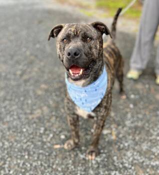 Springer -  Mixed Breed and Hound Dog Available for Adoption in Ellijay, Georgia - Springer | PetCurious