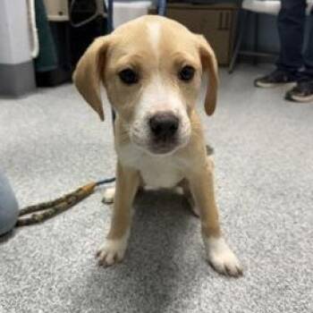 Labrador Retriever Dogs Available for Adoption - Fagin | PetCurious