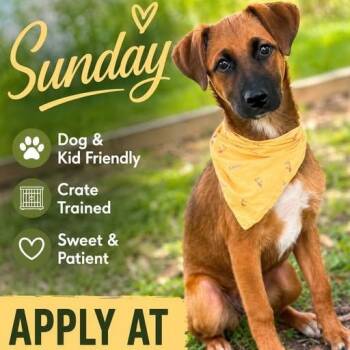 Sunday -  Mixed Breed Dog for Adoption in Lockhart, Texas - Sunday | PetCurious