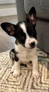 Posie -  French Bulldog and American Eskimo Dog Dog for Adoption in Rockwall, Texas - Posie | PetCurious