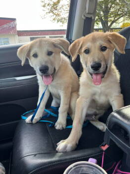 Rescue Anatolian Shepherd Dogs for Adoption in Bountiful, Utah - Ernie | PetCurious