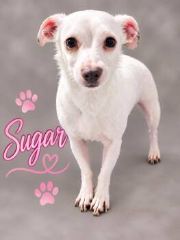 Sugar -  Chihuahua and Terrier Dog for Adoption in Nahunta, Georgia - Sugar | PetCurious