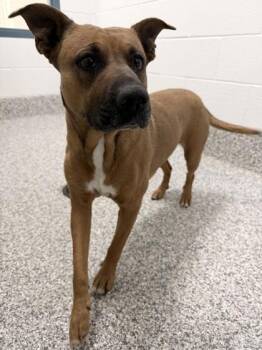 Boxer and Mixed Breed Dogs Available for Adoption in Barnesville, Georgia - 26-305 Birdie | PetCurious
