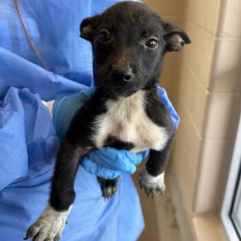 Melocotones -  Belgian Shepherd Malinois Dog for Adoption in San Antonio, Texas - Melocotones | PetCurious
