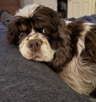 Rescue Cocker Spaniel Dogs for Adoption in Parker, Colorado - Pennie W 25090 | PetCurious