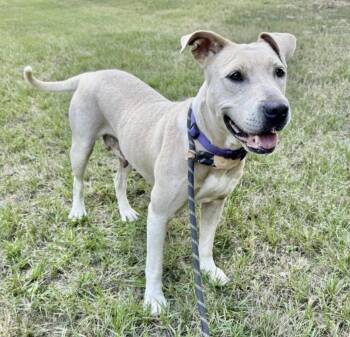 Rescue Labrador Retriever and American Staffordshire Terrier Dogs for Adoption in Longview, Texas - Anya | PetCurious