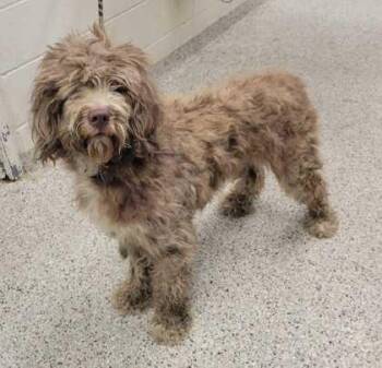 Clover -  Poodle and Mixed Breed Dog for Adoption in Kansas City, Missouri - Clover | PetCurious