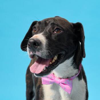Sledge -  Mixed Breed Dog for Adoption in Cincinnati, Ohio - Sledge | PetCurious