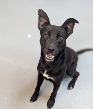 Rescue Mixed Breed Dogs for Adoption in Kingsland, Georgia - Carter | PetCurious