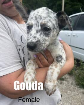 Gouda -  Cattle Dog Dog for Adoption in Irwin, Pennsylvania - Gouda | PetCurious