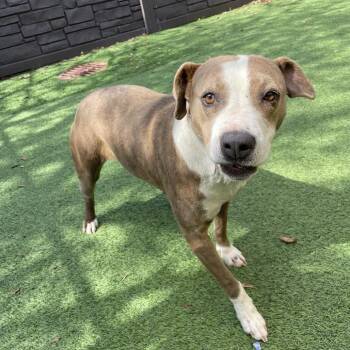 Mixed Breed Dogs Available for Adoption - Pandora 6822 | PetCurious