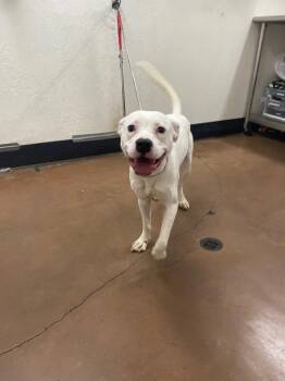 Rerun -  Pit Bull Terrier and Mixed Breed Dog for Adoption in Chico, California - Rerun | PetCurious