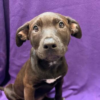 Astra -  Mixed Breed Dog for Adoption in Waterloo, Iowa - Astra | PetCurious