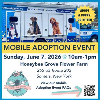 Pointer Dogs Available for Adoption in Briarcliff Manor, New York - Kibou **available At Offsite Adoption Event On Sunday, 6/7* Plea | PetCurious