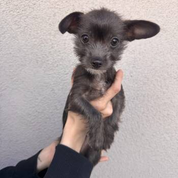 Chihuahua and Terrier Dogs Available for Adoption in Las Vegas, Nevada - Baroness  | PetCurious