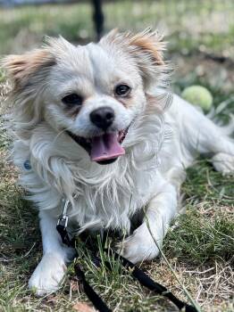 Japanese Chin and Chihuahua Dogs Available for Adoption in Midlothian, Virginia - Sushi | PetCurious