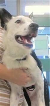 A480999 -  Australian Cattle Dog Blue Heeler and Border Collie Dog for Adoption in Oklahoma City, Oklahoma - A480999 | PetCurious