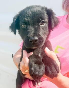 Koda -  Mixed Breed Dog for Adoption in Groveland, Massachusetts - Koda | PetCurious