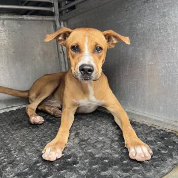 Corbin Blue -  Shepherd and Mixed Breed Dog for Adoption in Edinburg, Texas - Corbin Blue | PetCurious