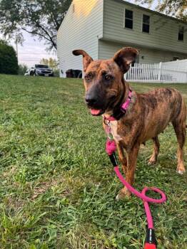 Georgia -  Shepherd Dog for Adoption - Georgia | PetCurious