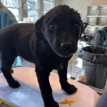 Mixed Breed Dogs Available for Adoption - Miranda | PetCurious