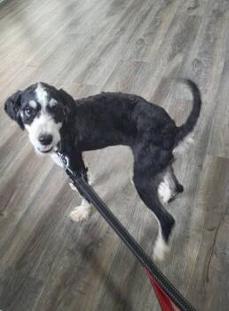 Date -  Bernese Mountain Dog and Poodle Dog for Adoption in Pottstown, Pennsylvania - Date | PetCurious