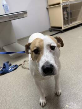 Murphy -  Mixed Breed Dog for Adoption in Pequot Lakes, Minnesota - Murphy | PetCurious
